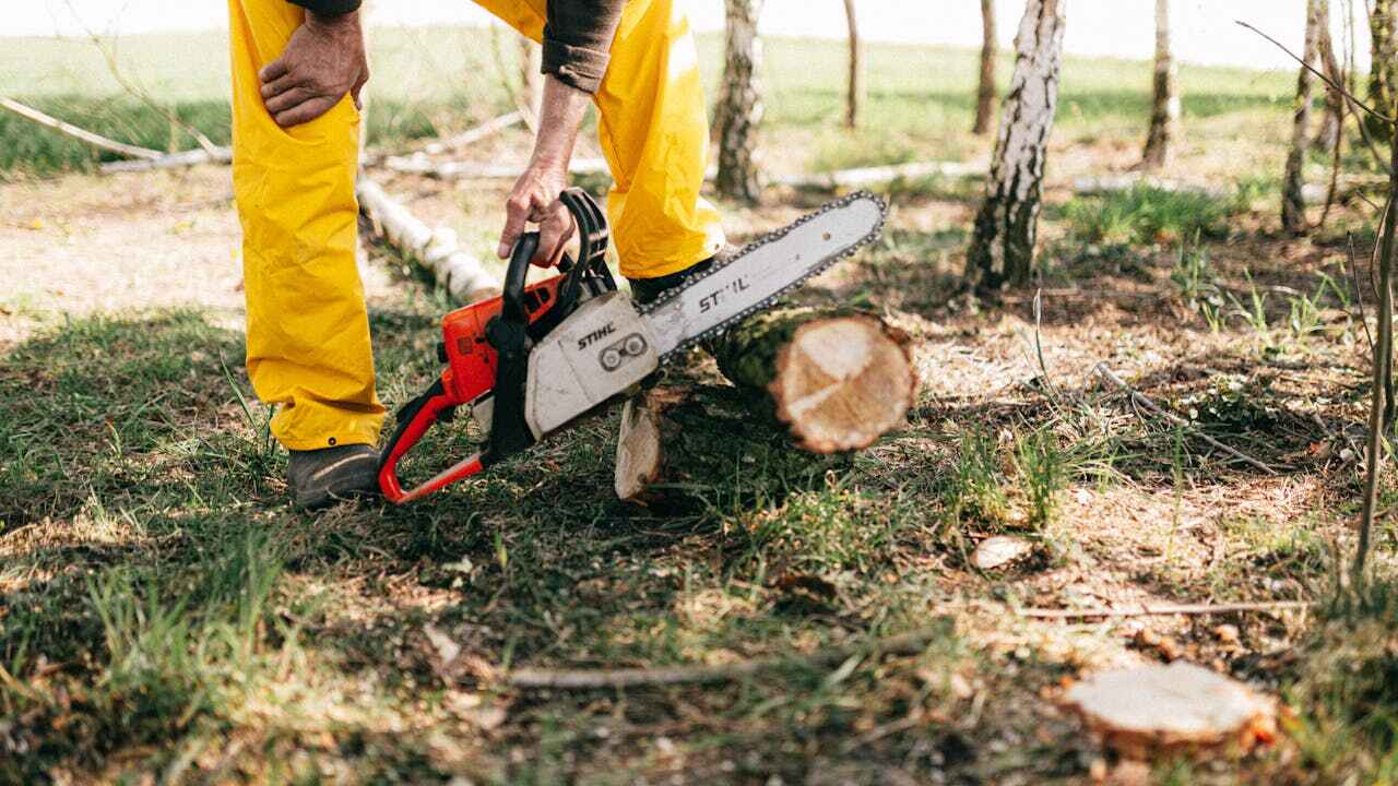 Residential Tree Removal in Inver Grove Heights, MN